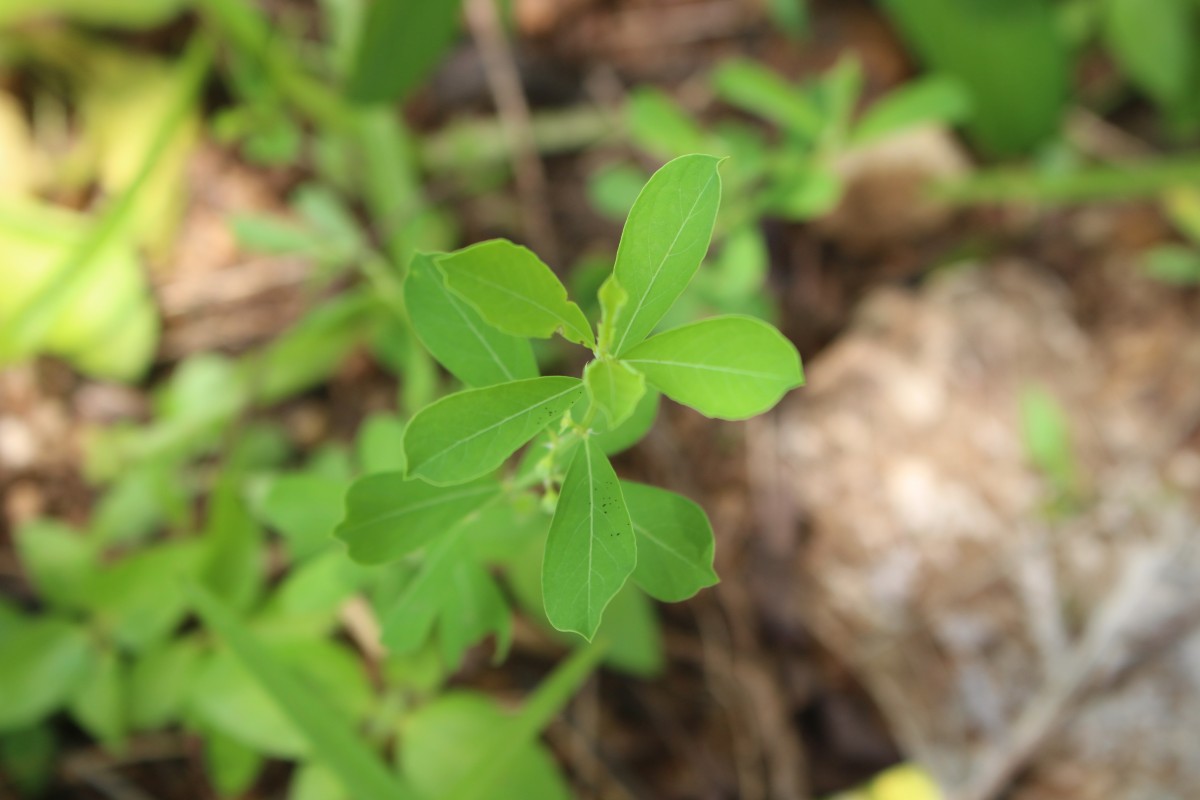 Phyllanthus maderaspatensis L.